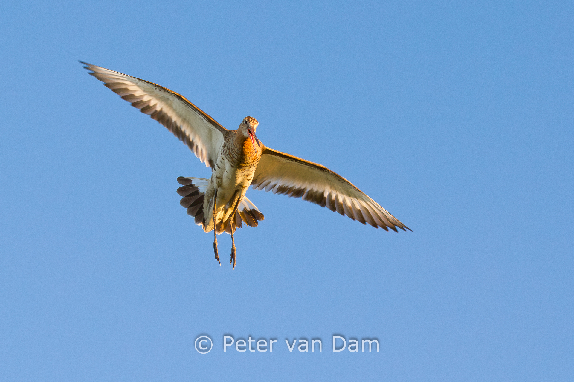 Black-tailed godwit